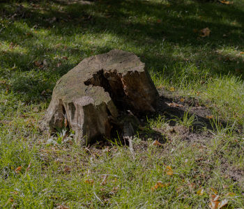 dessouchage à Bantanges